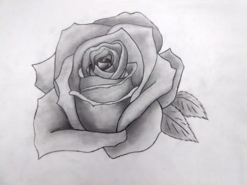 hình vẽ hoa hồng bằng chì màu xám