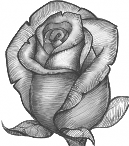 hình vẽ hoa hồng bằng chì siêu cận nét