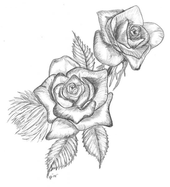 hình vẽ hoa hồng bằng chì trên nền trắng
