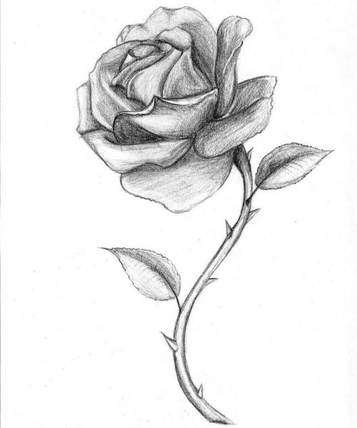 hình vẽ hoa hồng bằng chì với nhiều gai