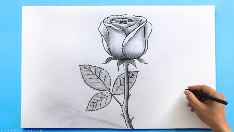 hình vẽ hoa hồng- cách vẽ hoa hồng