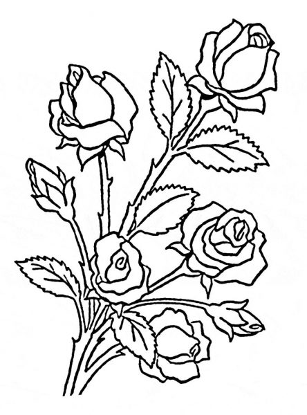 hình vẽ hoa hồng đơn giản