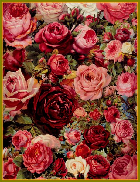 hình vẽ hoa hồng làm thành khung tranh