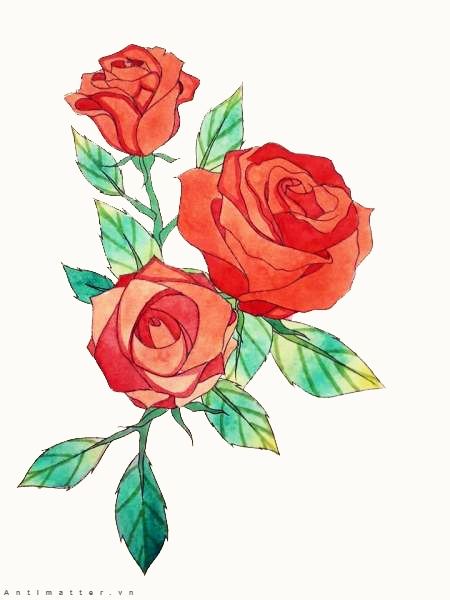 hình vẽ hoa hồng leo