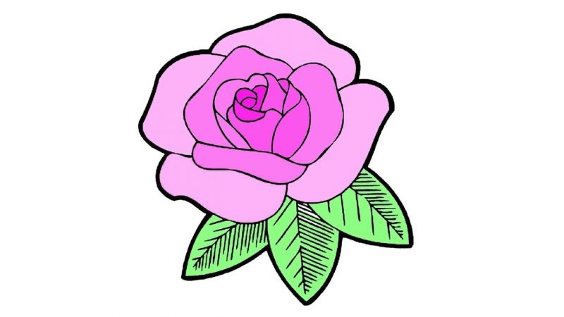 hình vẽ hoa hồng tím trên nền trắng
