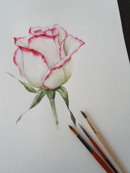 hình vẽ hoa hồng trắng viền hồng