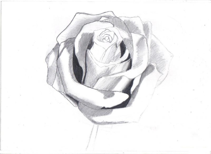 hình vẽ hoa hồng tranh phác họa bằng chì
