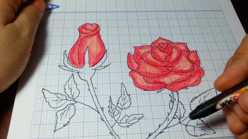 hình vẽ hoa hồng trên giấy vở
