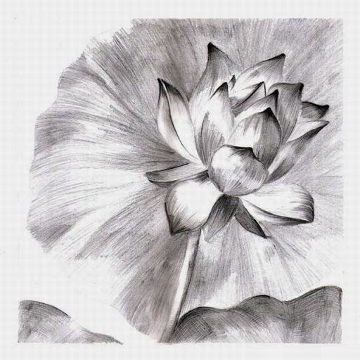 hình vẽ hoa sen bằng bút chì tuyệt đẹp
