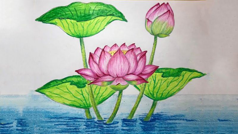 hình vẽ hoa sen từ bút màu