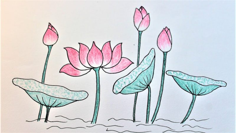 hình vẽ hoa sen và búp sen