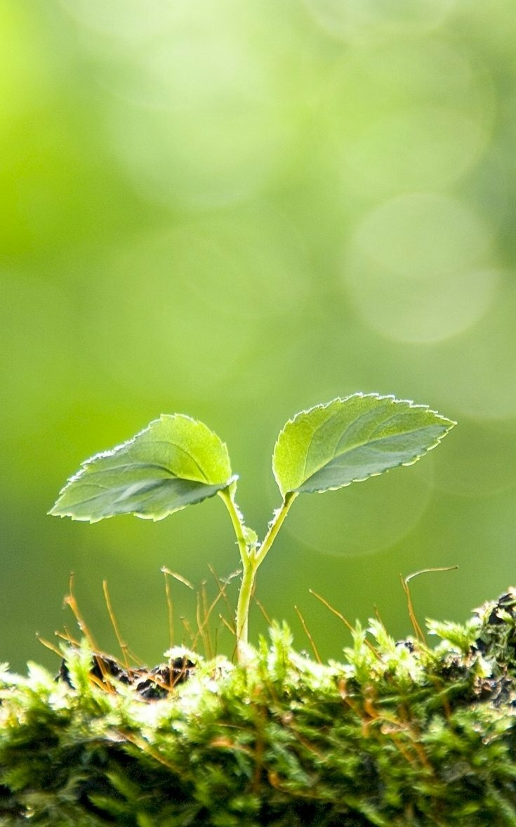 50 Hình ảnh cây xanh mầm non thiên nhiên đẹp nhất làm hình nền