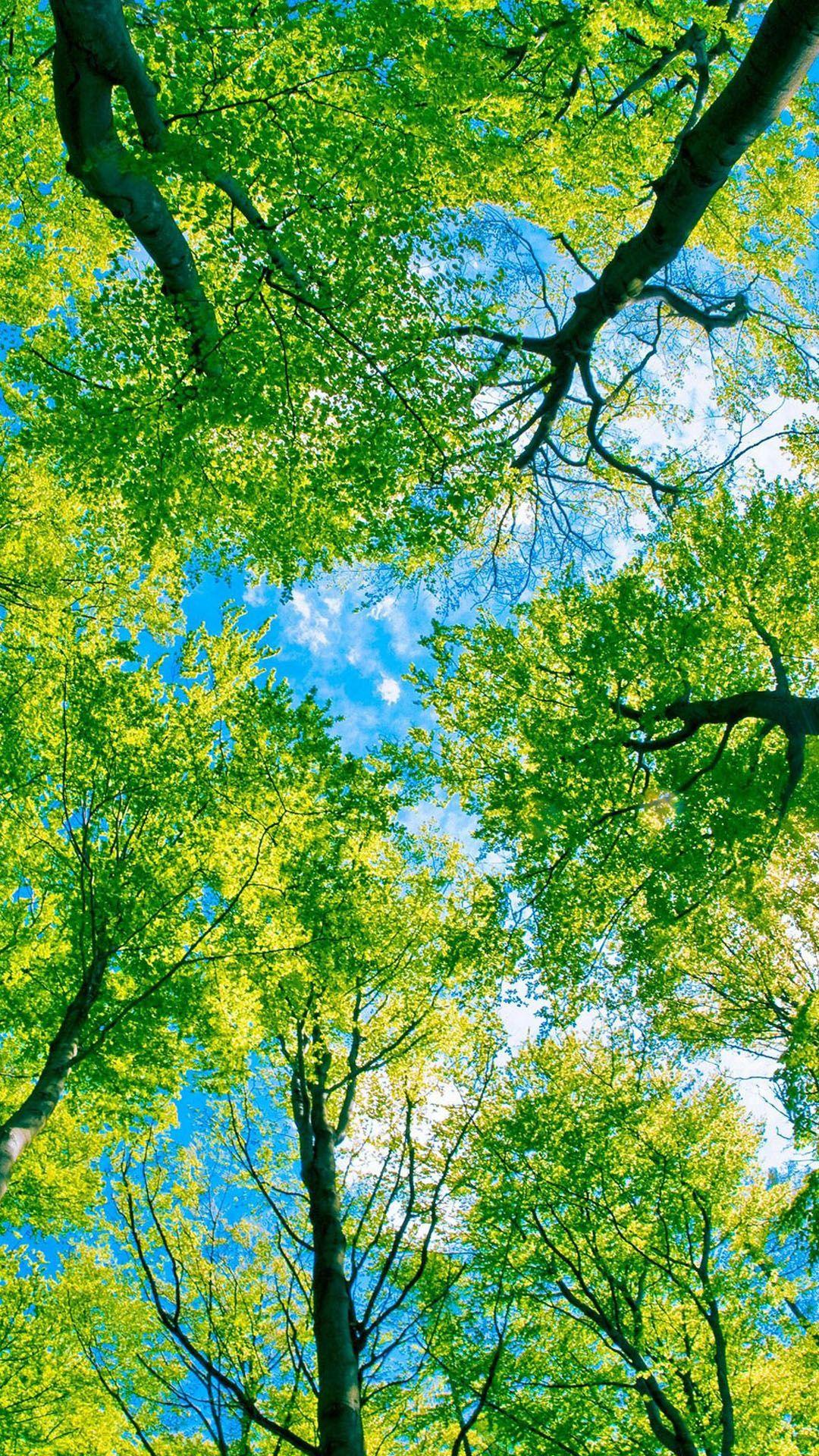 Green Tree Wallpapers - Top Những Hình Ảnh Đẹp