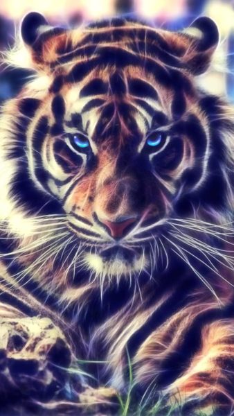 Hình nền Hổ Full HD