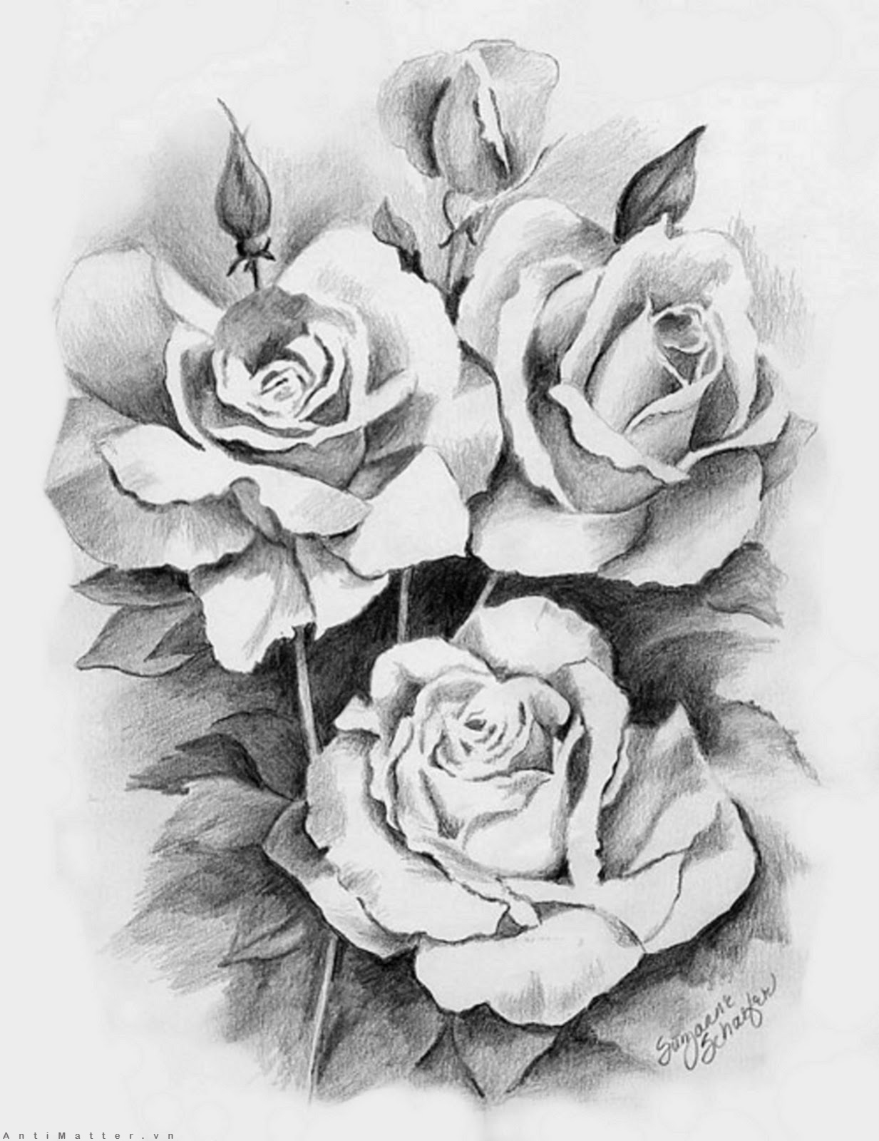  Dạy vẽ Hoa hồng bằng màu nước cho bé  Dạy bé vẽ  How to draw Flower by  watercolor for Kid  YouTube