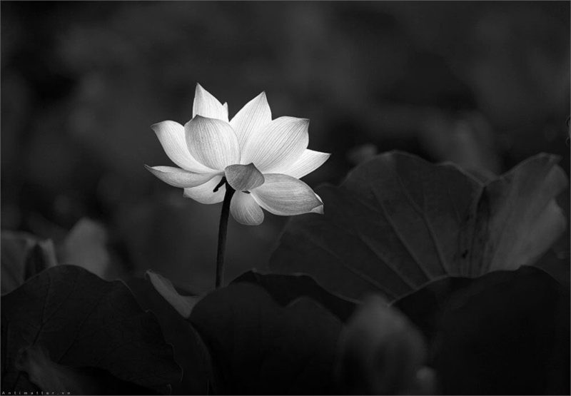Hình ảnh hoa sen trắng nền đen