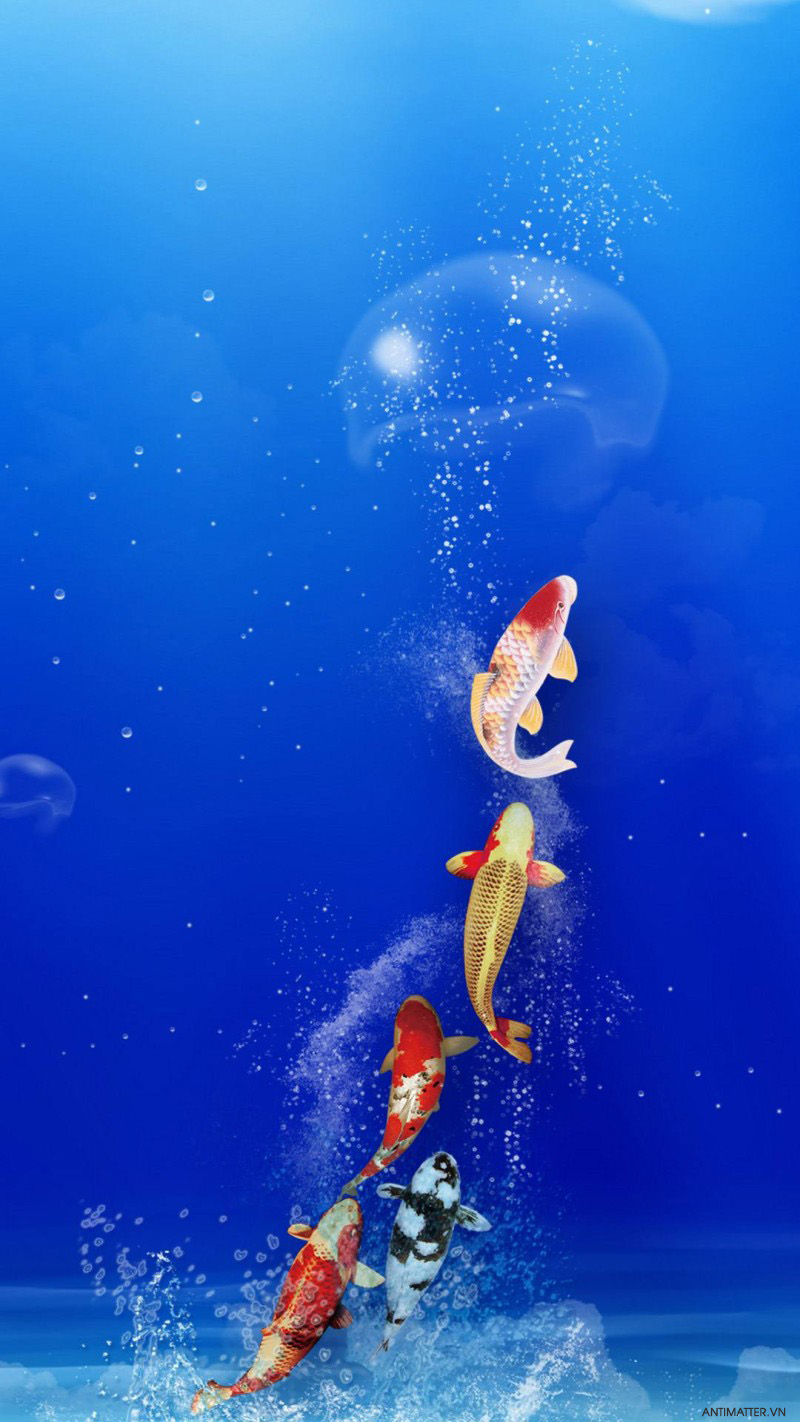 250+ Hình Nền Cá 3D Đẹp Sinh Động Nhất Thế Giới Thủy Sinh