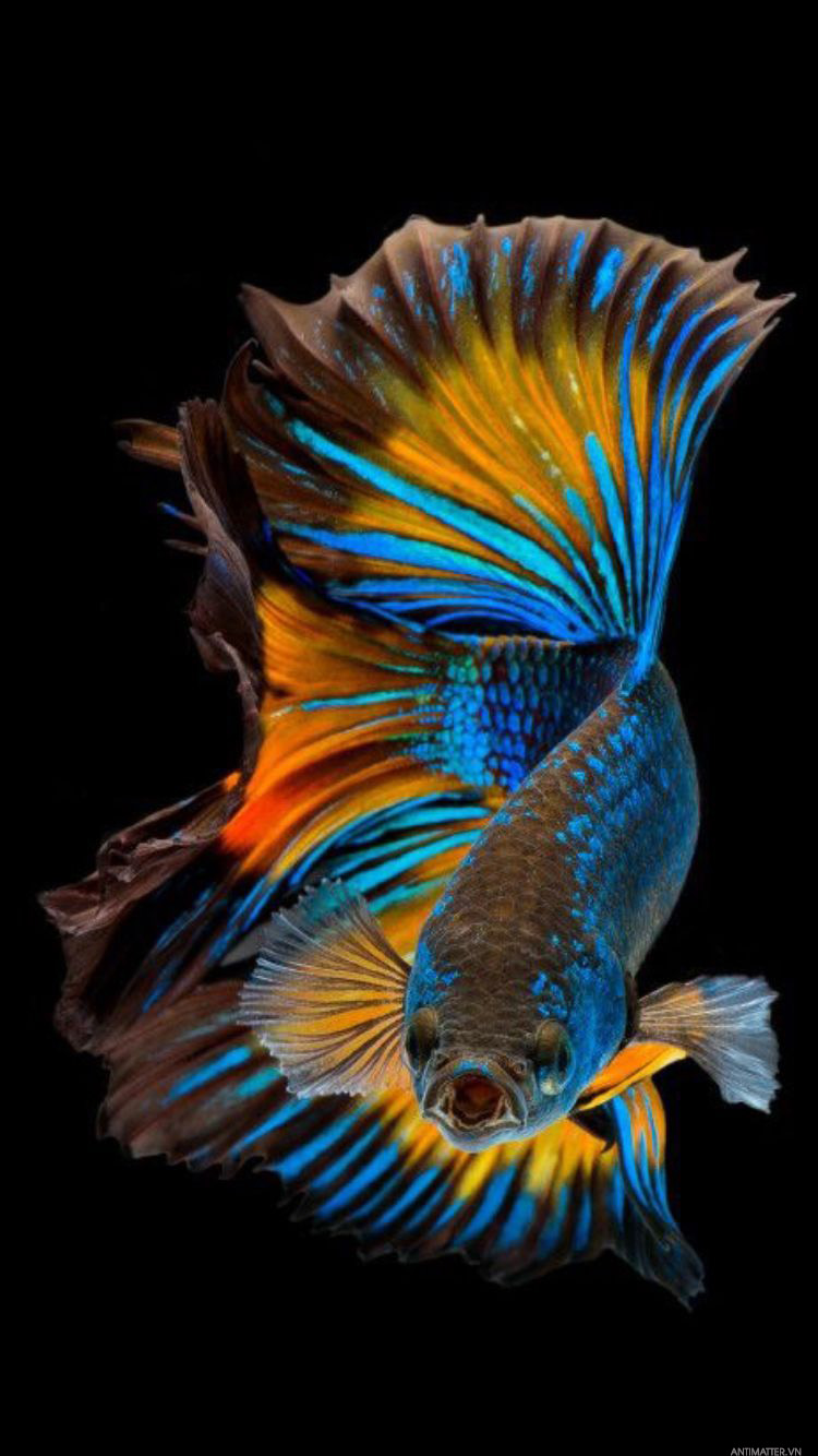 Hình ảnh cá cảnh đẹp nhất  Fish wallpaper Fish background Beautiful fish