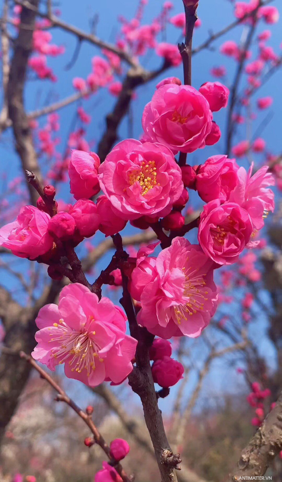 Ngắm hoa anh đào Nhật Bản đầu mùa chuẩn như người Nhât