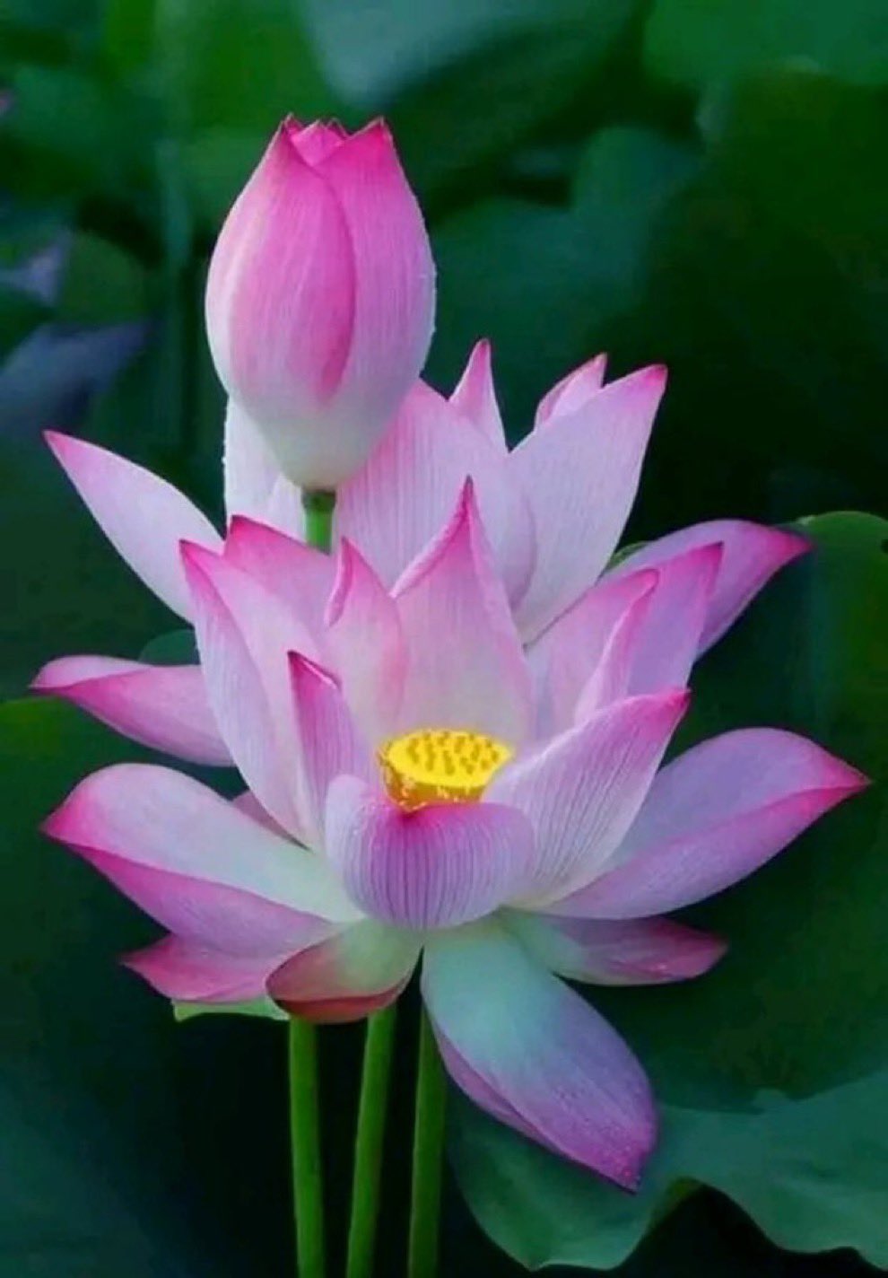 5 ý nghĩa hoa sen theo màu Vai trò hoa sen với Phật giáo
