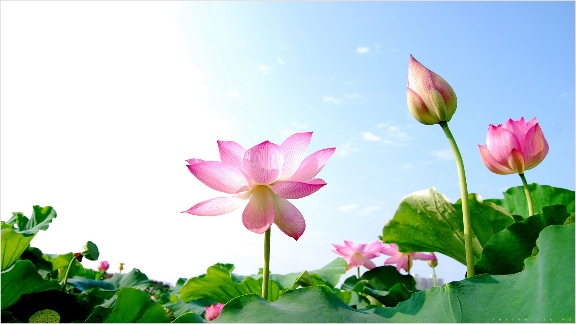 Hình nền hoa sen tinh khôi sẽ đem đến cho bạn sự tươi trẻ và trong sáng như thể bạn đang đứng giữa những cánh hoa sen chan chứa nắng ban mai. Bức ảnh như một lời nhắn nhủ để bạn giữ vững niềm tin và tình yêu cuộc sống.