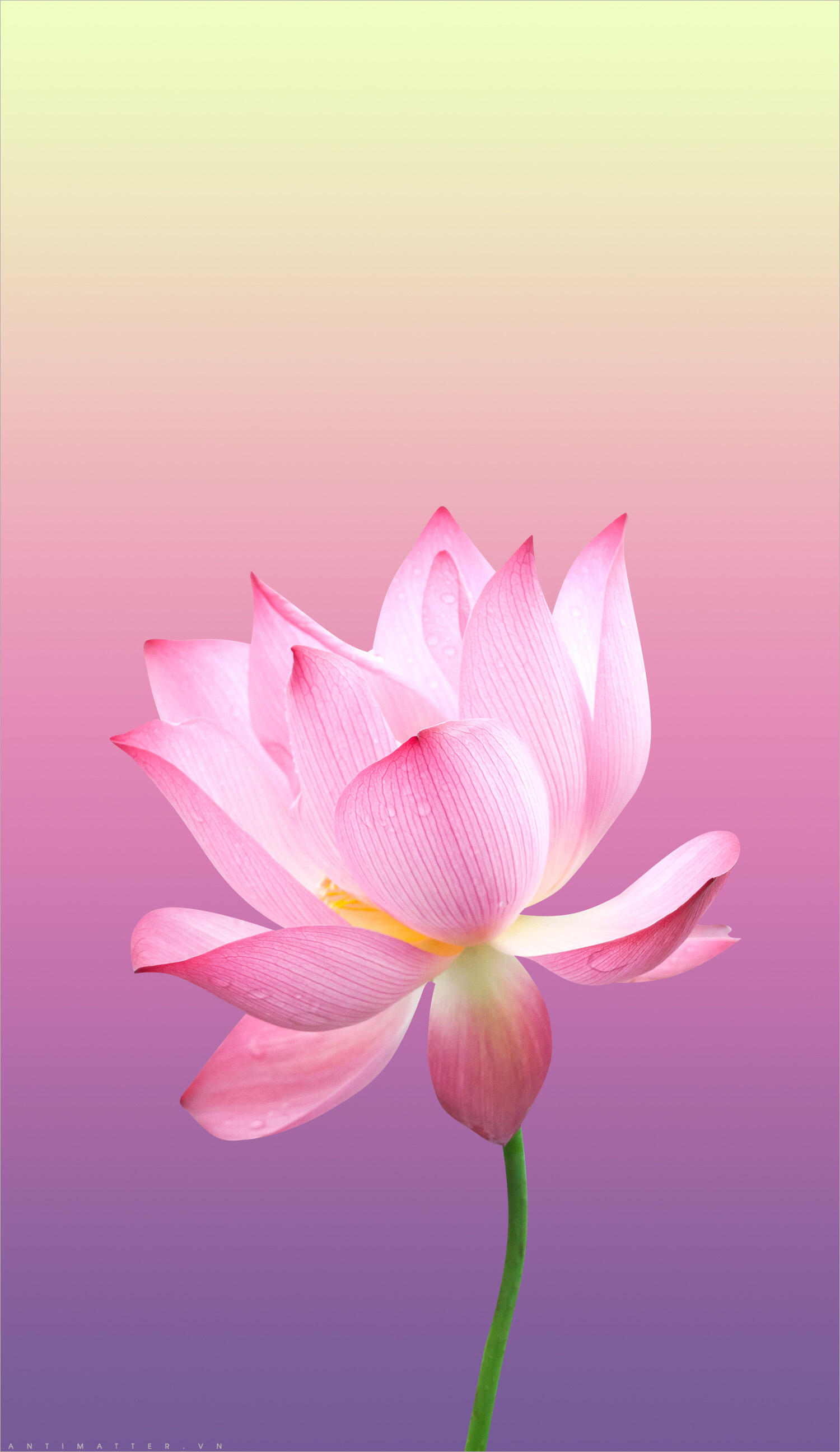 Ý nghĩa hoa sen trong Phật giáo  hình ảnh hoa sen thật là hữu lý và rất  thú vị  HOA ĐĂNG ĐỨC LƯƠNG