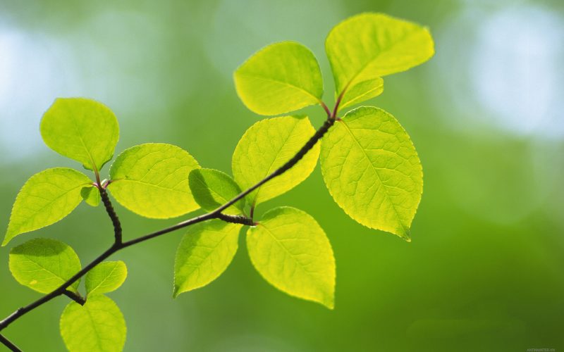 Hình nền lá cây cho máy tính