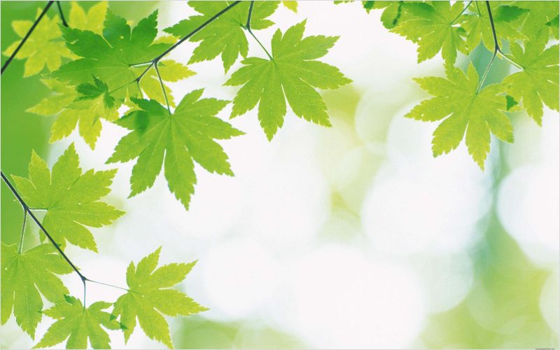Hình nền lá cây đẹp nhất