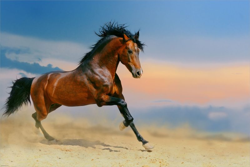 Khám phá 103 hình nền hình ngựa hay nhất  Tin học Đông Hòa