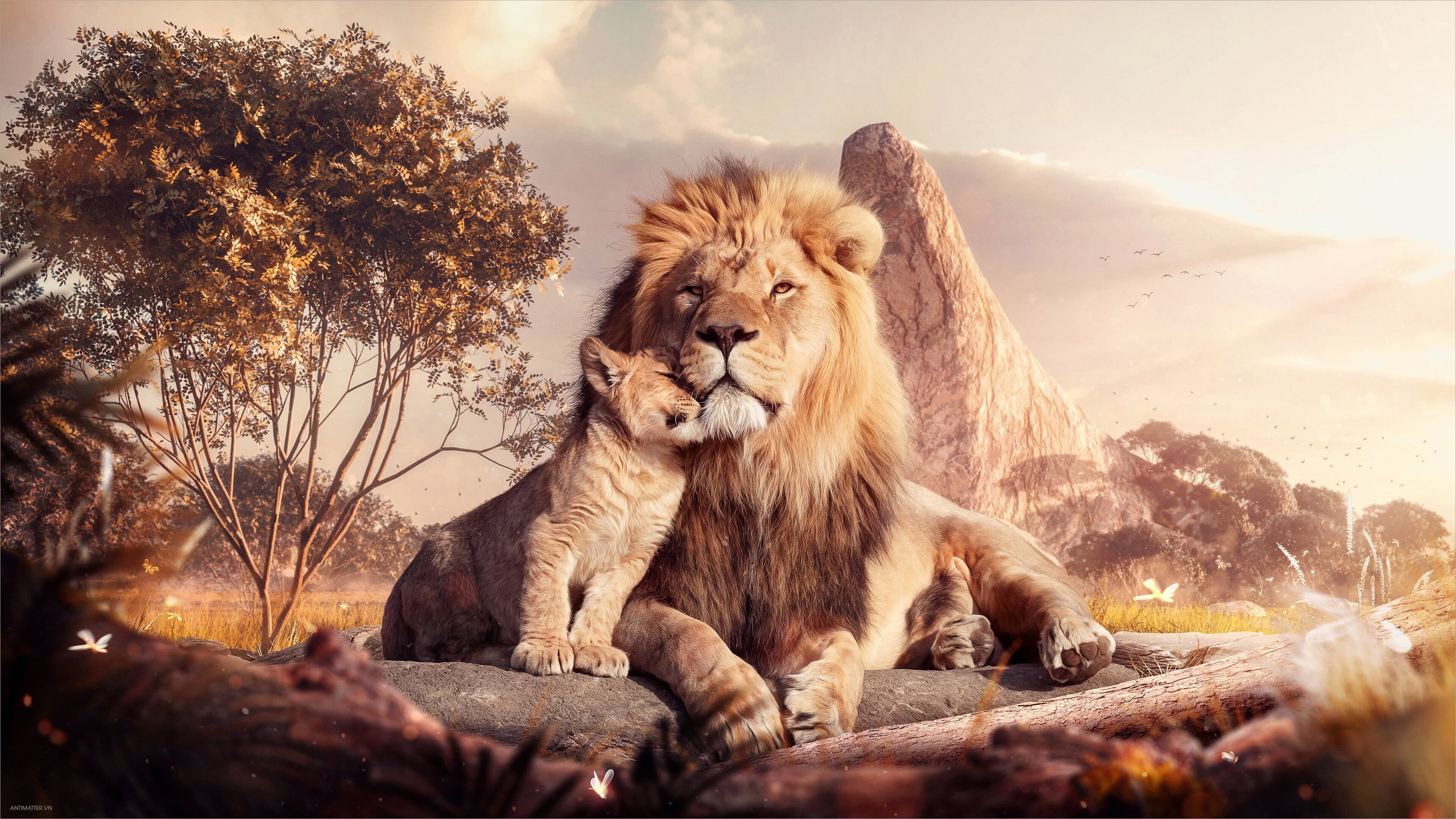 Hình ảnh sư tử  Hình nền SƯ TỬ đẹp DŨNG MÃNH OAI VỆ