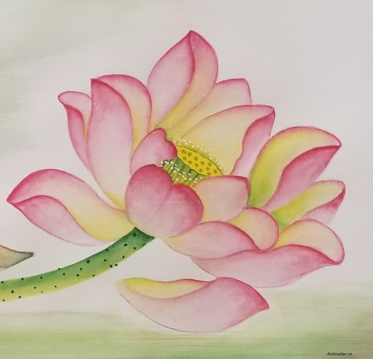 Tìm hiểu hơn 102 hoa sen hình vẽ hay nhất  Tin Học Vui
