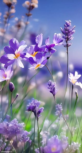 Hình nền hoa đẹp màu tím