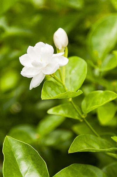 Hình nền hoa Nhài cho điện thoại