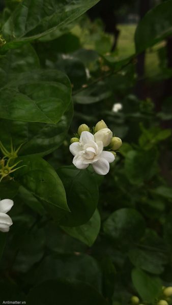 hình nền hoa Nhài cho điện thoại cực đẹp