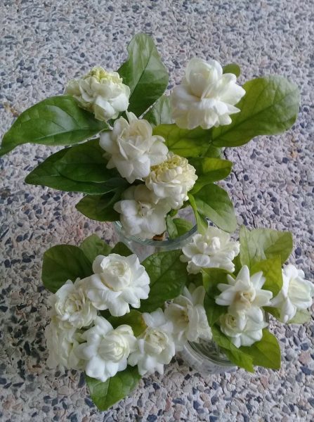 Hình nền hoa Nhài cho điện thoại đẹp nhất