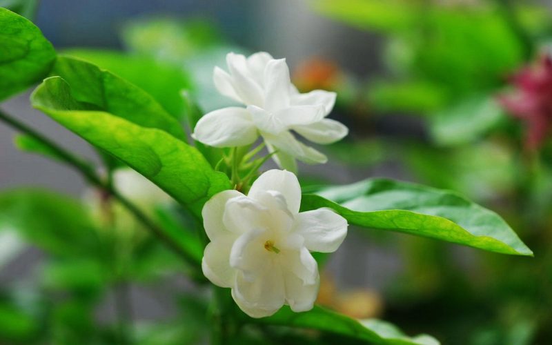 Hình nền hoa Nhài cho máy tính