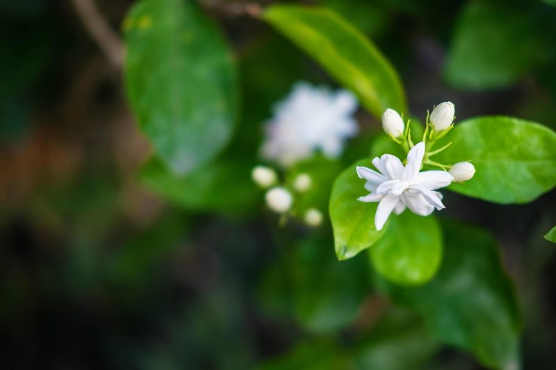 Hình nền hoa Nhài cho máy tính đẹp