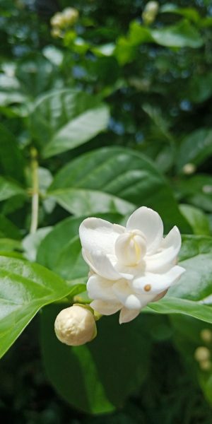 Hình nền hoa Nhài cực đẹp