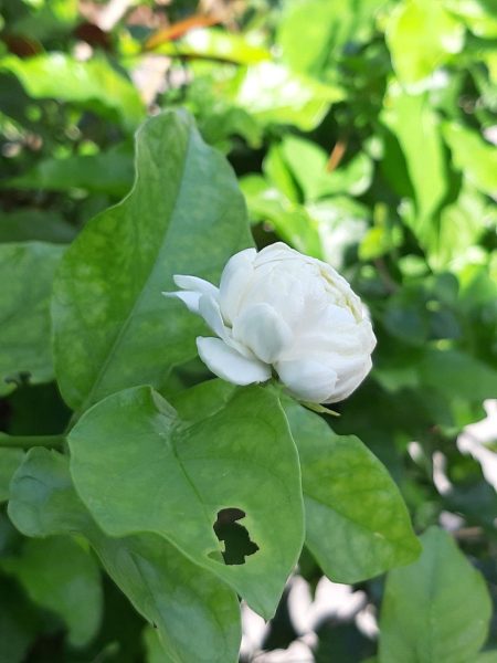 Hình nền hoa Nhài đang nở