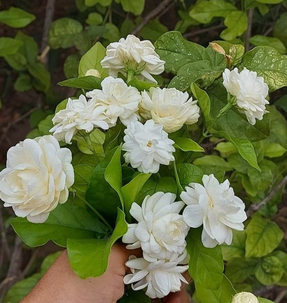Hình nền hoa Nhài đẹp cho điện thoại