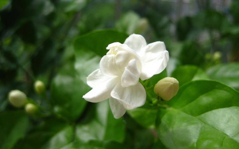 hình nền hoa nhài đẹp cho máy tính