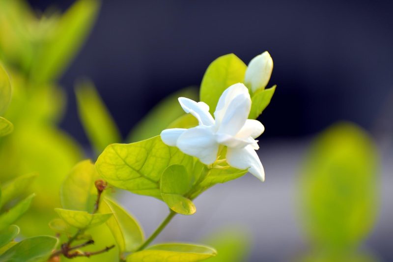 Hình nền hoa Nhài đẹp chuẩn HD