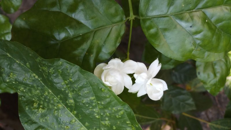 Hình nền hoa Nhài đẹp nét cho máy tính