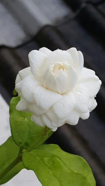 Hình nền hoa Nhài đẹp nhất