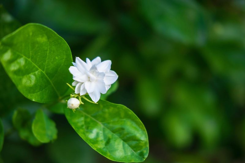 Hình nền hoa Nhài đẹp nhất cho máy tính