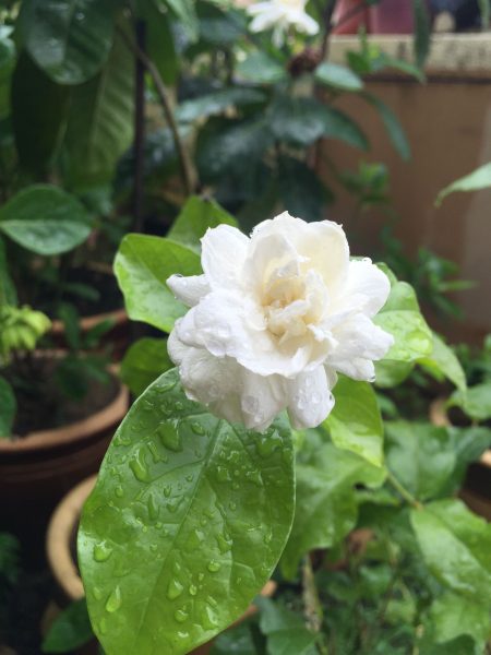 Hình nền hoa Nhài đẹp nhẹ nhàng