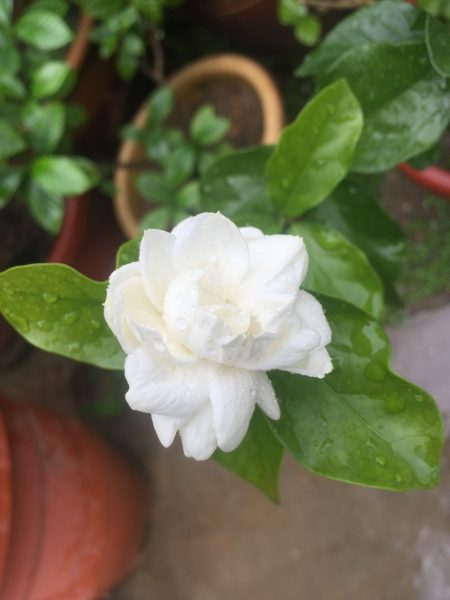 Hình nền hoa Nhài đẹp quá đi