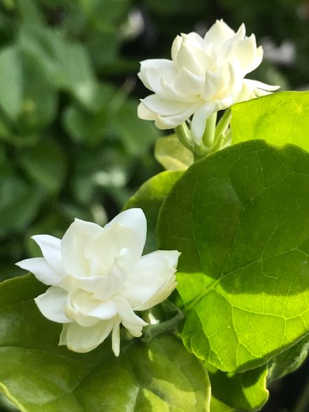 Hình nền hoa Nhài đẹp trong nắng