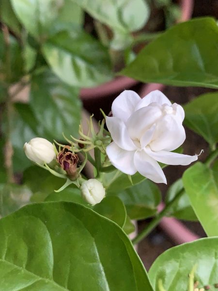 Hình nền hoa Nhài đẹp tuyệt
