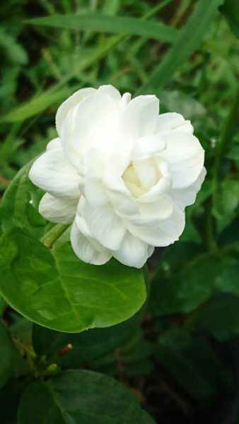 Hình nền hoa Nhài Full HD